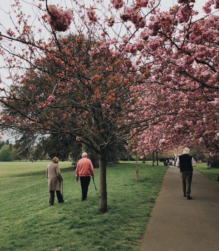 beautiful-blooming-branches-2253911.jpg